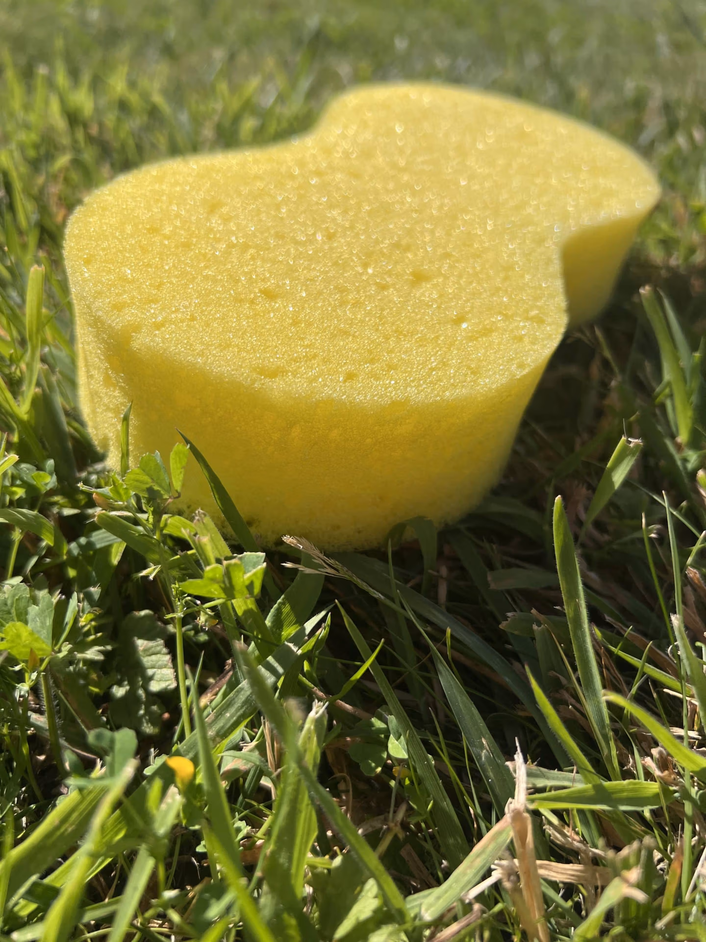 une seule éponge allongée au sol